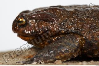 Toad - Bufo bufo 0028